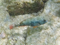 Redband Parrotfish Initial phase (5